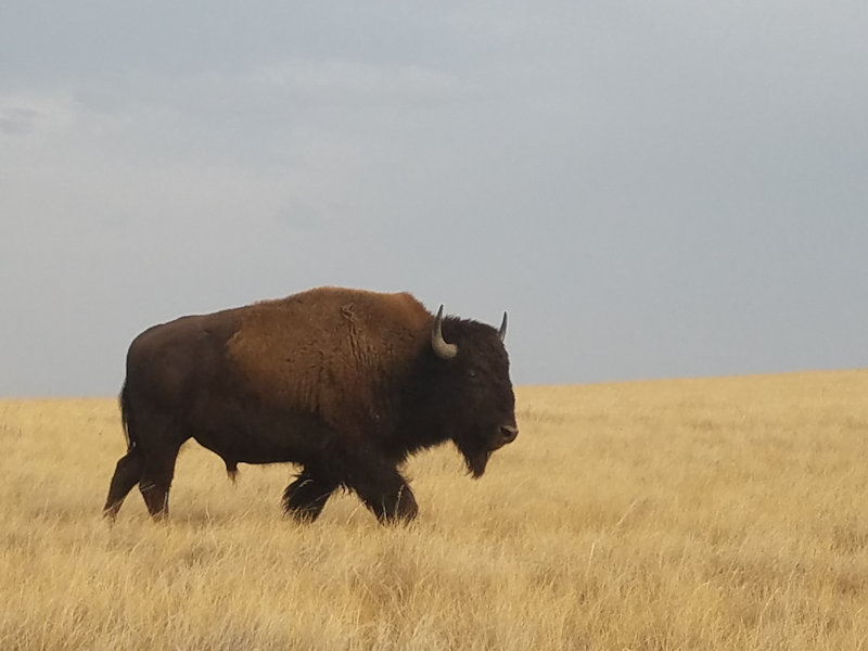 Buffalo on the Plains (South Dakota)