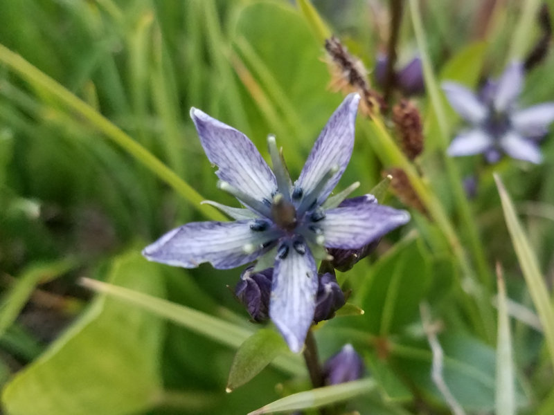 Camas Wild Flower (Rocky Mountain National Park)